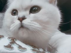 -东方名猫馆·英短金渐层布偶猫舍(环线广场1号楼店)