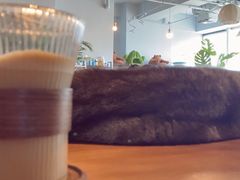 -Cappucimeow猫咪咖啡馆(韦伯时代店)