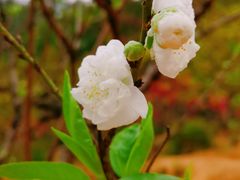 -南国桃园旅游度假区