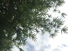 -炉鱼(云澜湾店)