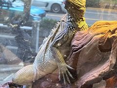 -酷以爬仙阁实体爬宠店·守宫·蜥蜴·专业繁育