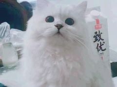 -欣宠猫屋·矮脚拿破仑·蓝金金渐层