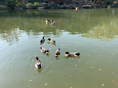 景观位-杭州西子湖四季酒店·金沙厅
