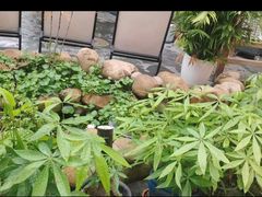 -后湖小院·乡野田园菜