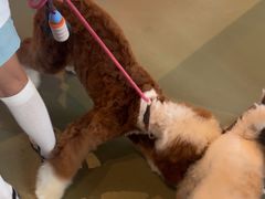 -爪吧宠物乐园 (温榆河示范区店)