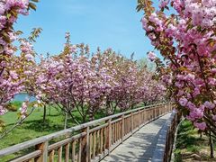 -羊亭河湿地公园