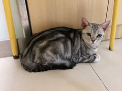 -宠福鑫康馨动物医院·骨科·眼科