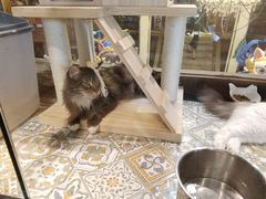 -more than meow吴止猫主题餐厅(承德 中船汇店)