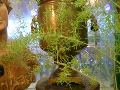 景观位-露西亚咖啡西餐厅(哈尔滨俄侨纪念馆店)