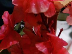 -今朝桃花醉川菜小酒馆(龙湖天街店)