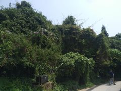 -南丫岛