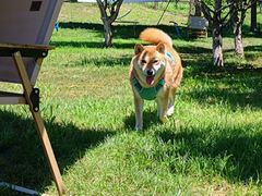-爪吧宠物乐园 (温榆河示范区店)