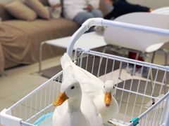 -怪兽屋·羊驼·猫咖·狗咖(俊华广场店)