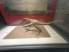 -国家自然博物馆