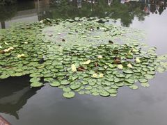 -西湖游船