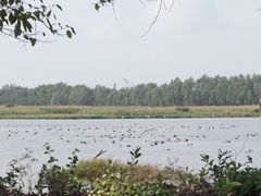 -大湾区中央湿地公园