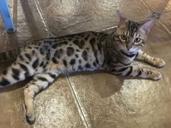 -共舞时光猫咖·狗咖(新街口店)
