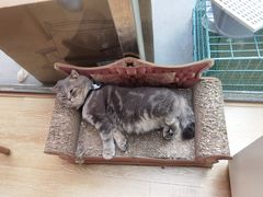 -猫咪派对(江南西店)