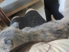 -鼓捣猫呢主题猫咖店