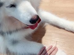 -Husky Go! 哈士奇体验馆·宠物咖啡厅狗咖