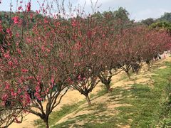 -南国桃园旅游度假区