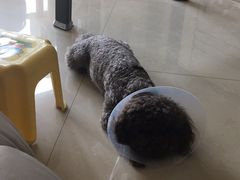 -康旭宠物医院(郑州总院)