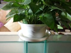 -上岛咖啡(华源四里店)