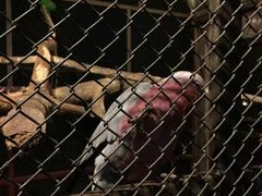 -清迈夜间动物园