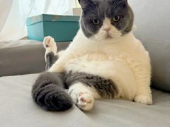 -宠福鑫动物医院(望京分院)