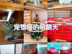 -猫十亿·布偶金渐层·曼基康矮脚猫舍(青年路店)