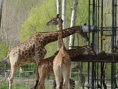 -哈尔滨北方森林动物园