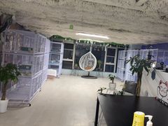 -喵百万·布偶·蓝金金渐层英短·猫舍(百子湾店)
