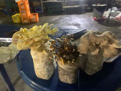 -仙蘑洞
