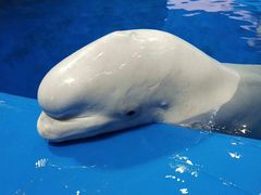 -芜湖新华联大白鲸海洋公园