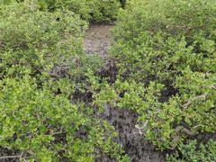 -北海金海湾红树林生态旅游区