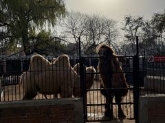 -保定市动物园