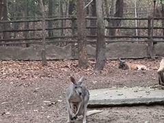 -清迈夜间动物园