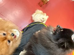 -和它·交个朋友·狗咖猫咖(爱琴海店)