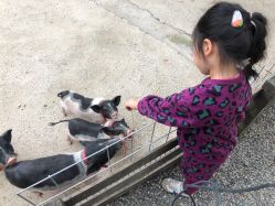 -前小桔亲子创意农场·草莓采摘·露营烧烤
