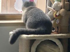 -宠爱国际动物医院·消化内科·心肾内科·ISFM猫友好(望京店)