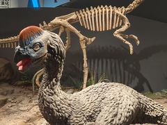 -自贡恐龙博物馆