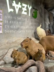 -Zoolung Zoolung动物主题公园(海信广场店)