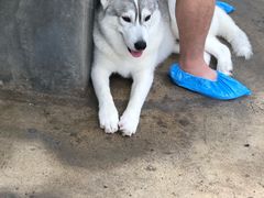 -TrueLove @ Neverland (Husky Cafe)