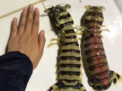 手臂粗皮皮虾-海盗餐厅