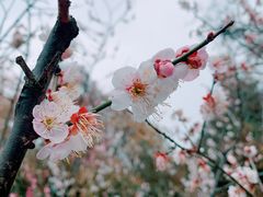 -无锡梅园公园