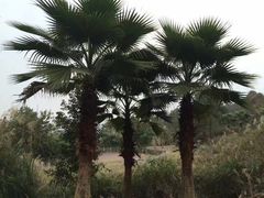 景点-铁山坪森林公园