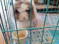 -志龙皇冠吃货椰子铺