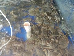 -阳澄湖大闸蟹·琼灵阁牌品牌连锁(吴中总店)
