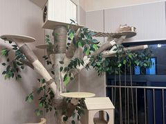 -唐小姐の私宠·宠物洗护美容·撸猫馆·购宠(周浦万达旗舰店)