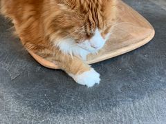 -瞄一喵猫咖(格力海岸店)